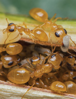 Image 1. Researchers at the Insect Biodiversity and Biogeography Laboratory of HKU School of Biological Sciences (SBS) use a novel approach to attempt counting every ant on Earth. This global ant census estimates that there are at least twenty quadrillion ants dominating the global ecosystems. The ant highlighted above is Gesomyrmex howardi, a rare known arboreal ant from the Oriental subtropics. (Photo courtesy: François BRASSARD)